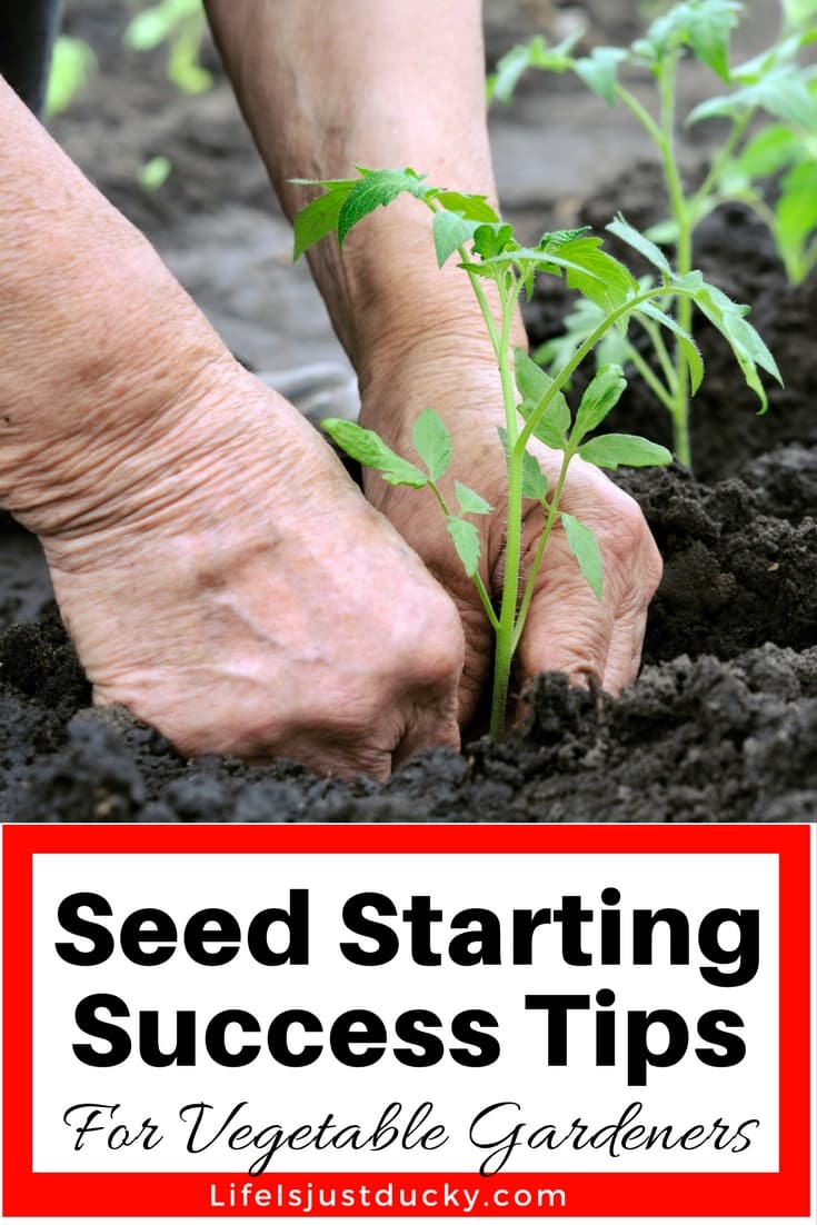 Seed Starting indoors like a pro. Everything you need to know about starting your own vegetable seeds for your backyard garden. Including all the equipment you need such as shelves, lights and pots. How to take care of your new growing seedlings to avoid the most common problems. Grow the best seedlings for this years garden. Get a jump on your tomatoes this spring.With a little help DIY gardening can be fun.