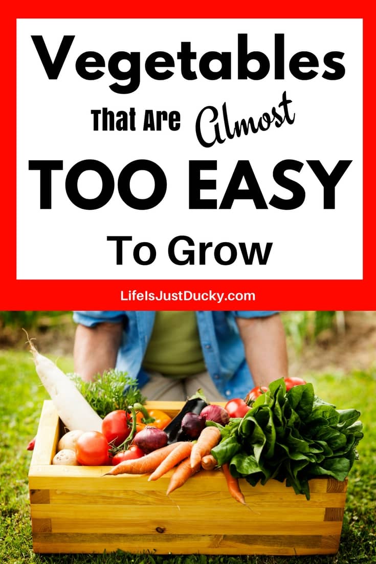 The 12 Easiest Vegetables To Grow In Your Garden And How To Grow Them. For food and fun in your back yard garden you will love these simple tips for growing veggies in your backyard. These are easy vegetables even in small spaces and containers. Great for #beginning gardeners #easy vegetables #gardening
