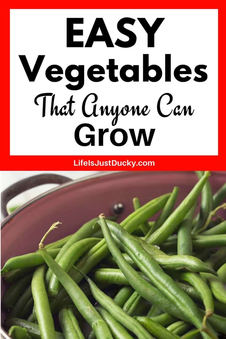 The 12 Easiest Vegetables To Grow In Your Garden And How To Grow Them. For food and fun in your back yard garden you will love these simple tips for growing veggies in your backyard. These are easy vegetables even in small spaces and containers. Great for #beginning gardeners #easy vegetables #gardening