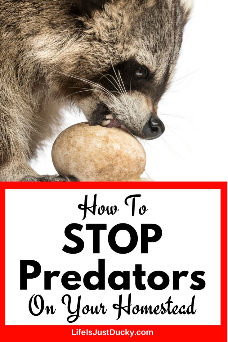 Preparing For Predators Racoon with Egg