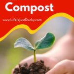 Seedling with dark rich soil.