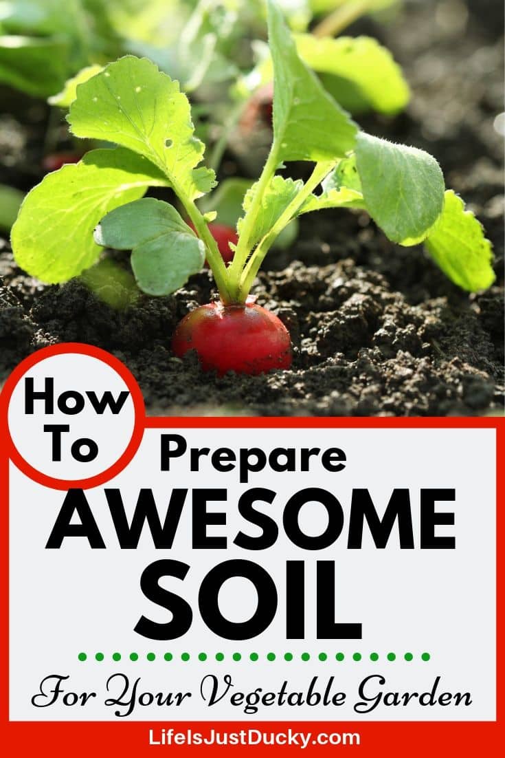 Soil and seedling for your vegetable garden.