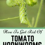 Tomato Hornworm