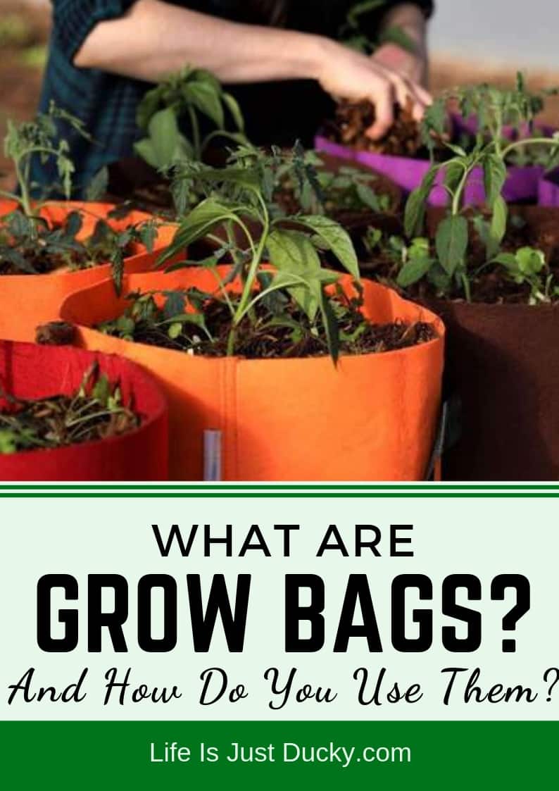 Grow bags are the easiest way to start a vegetable garden.