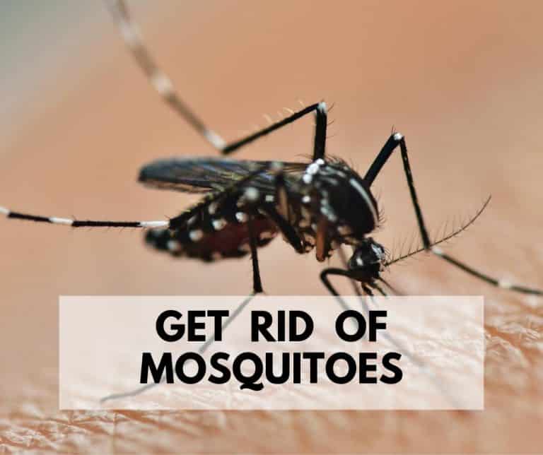 Get Rid of mosquitoes with mosquito spray - 19 Best Ways To Get Rid Of Mosquitoes