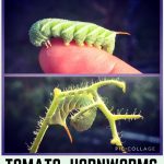 Tomato Hornworm/Tobacco Hornworms