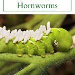 Tomato Hornworms.