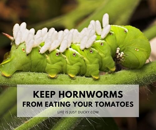 Tomato Hornworms.