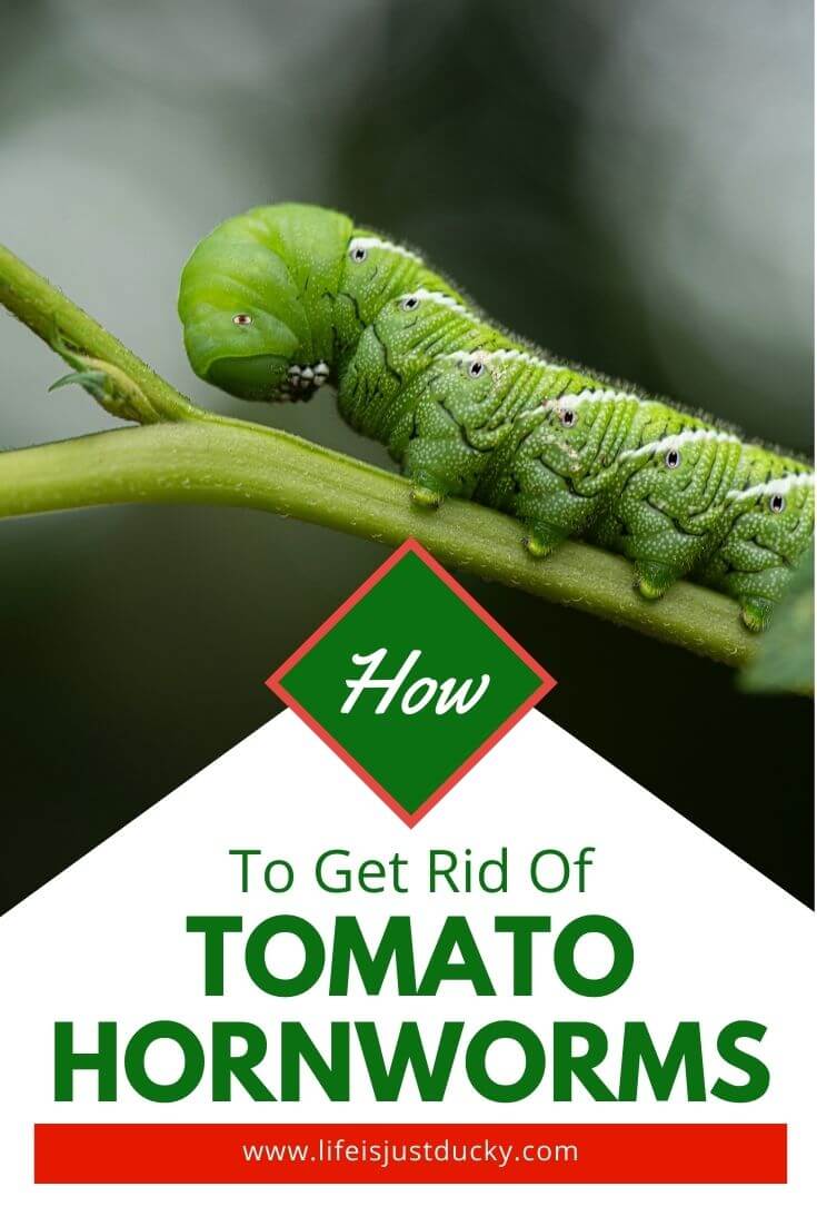 are tomato hornworms poisonous to dogs