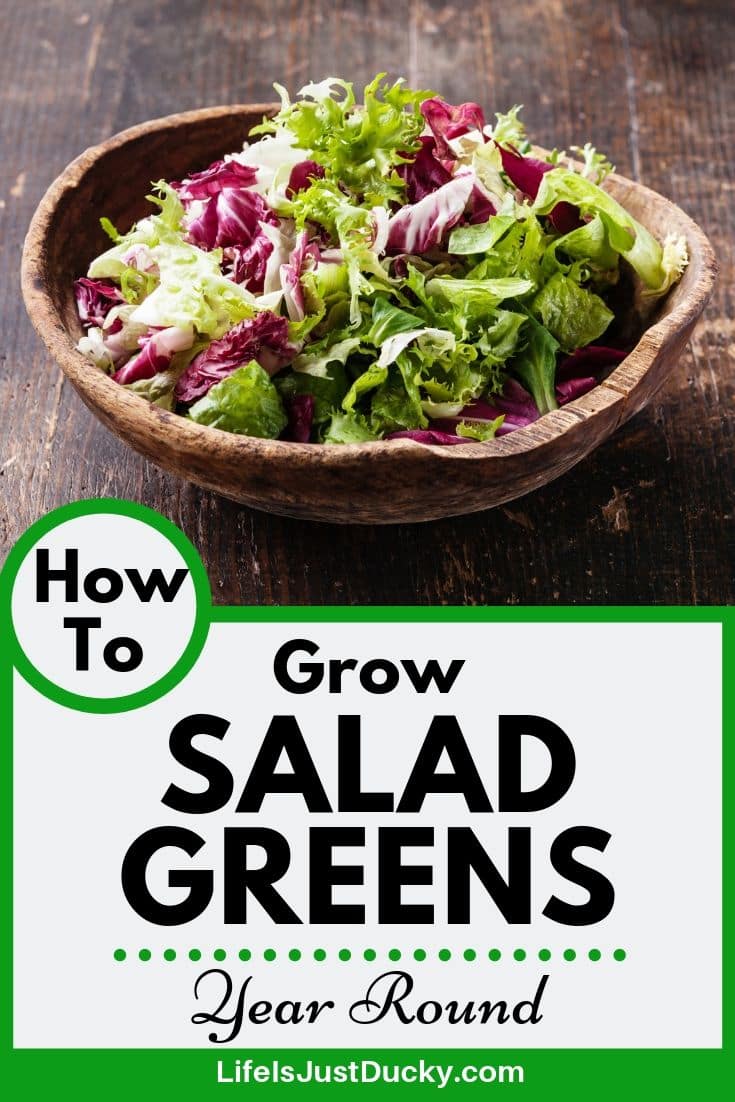 How To Grow Greens Year Round - greens in a bowl.