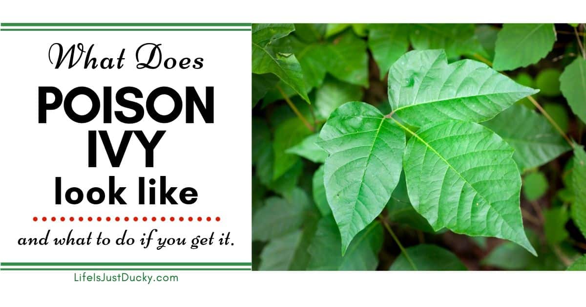 Poison Ivy, Identify & Remedies
