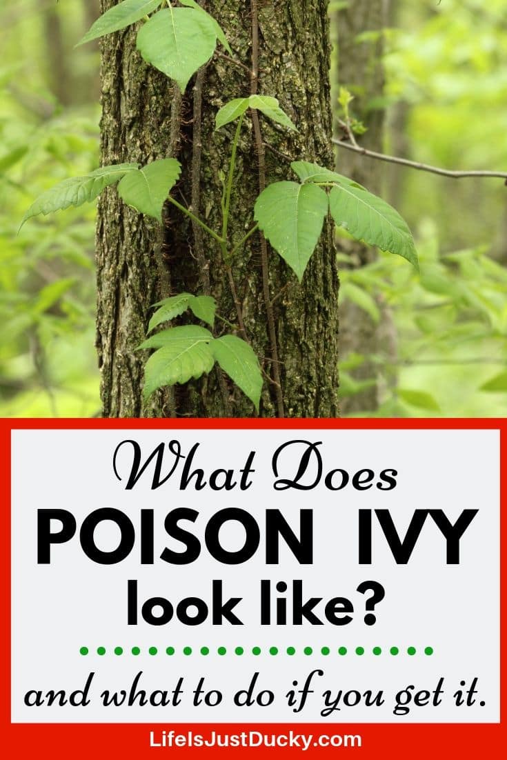 Poison Ivy, Identify & Remedies