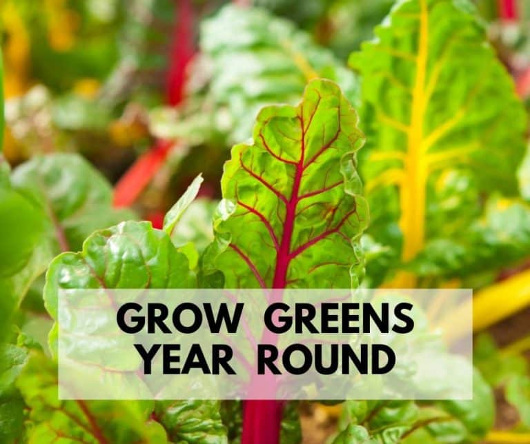 How To Grow Greens Year Round