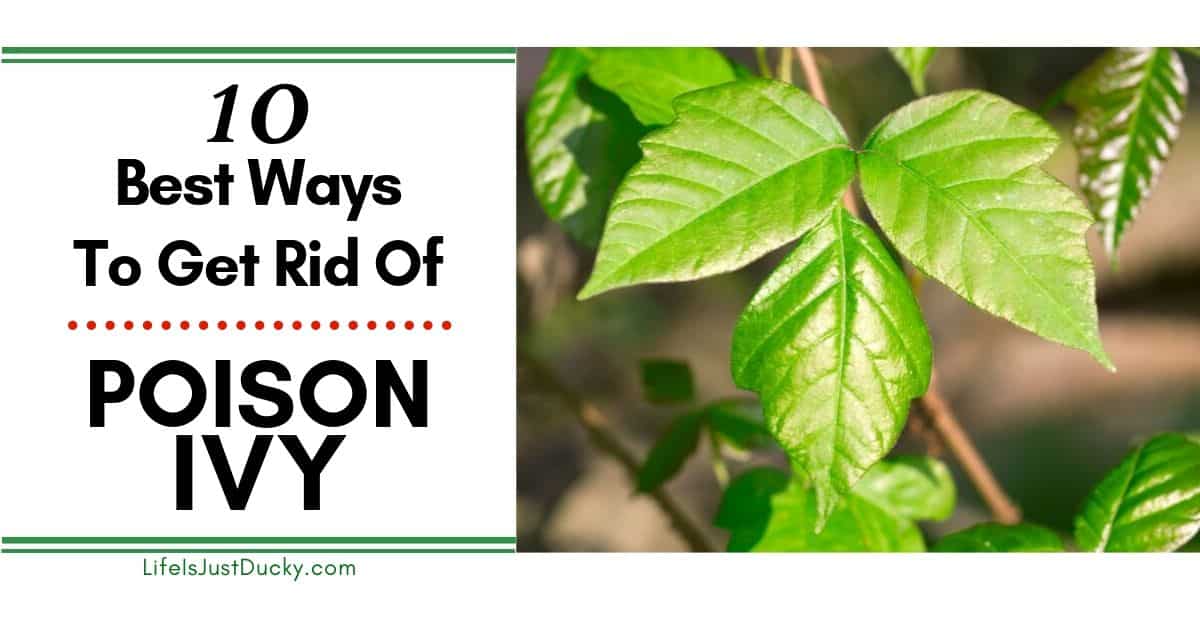 Poison Ivy Removal 10 Best Ways To Get Rid Of Poison Ivy Plants Life Is Just Ducky,Karaoke Machine For Kids With Guitar