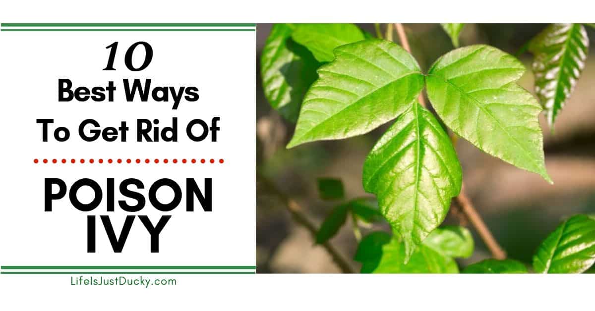 How To Get Rid Of Poison Ivy On The Skin