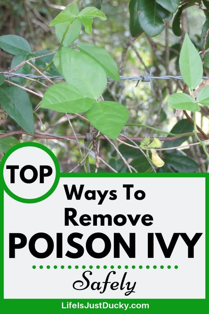 Poison Ivy - Removal - Precautions