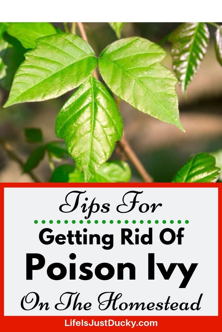 how to get rid of itching from poison ivy