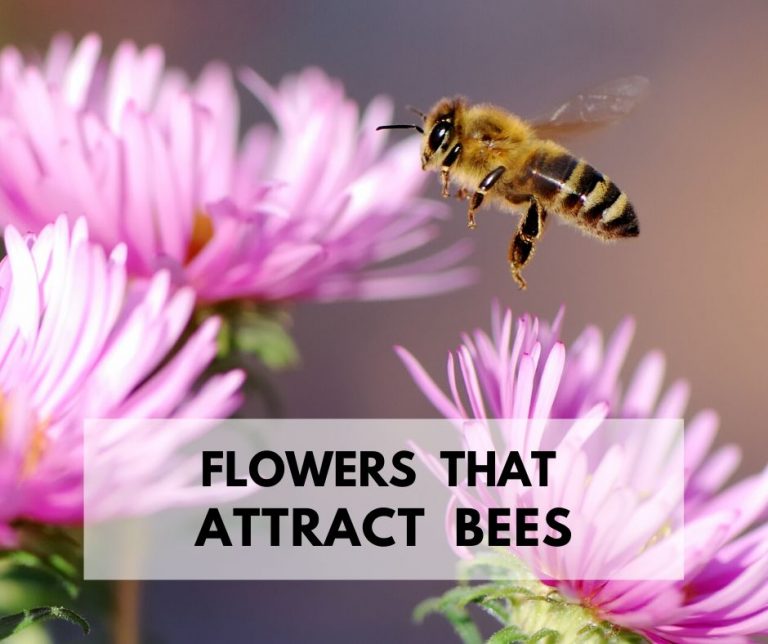 Flowers That Attract Bees