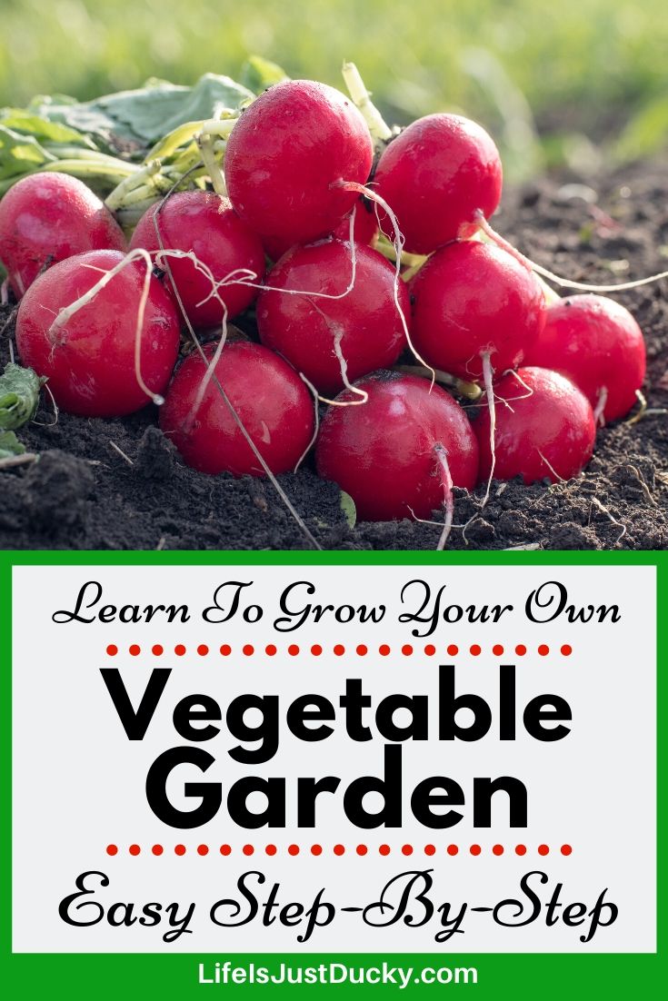 Radishes