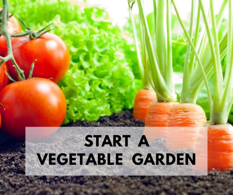Start A Vegetable Garden