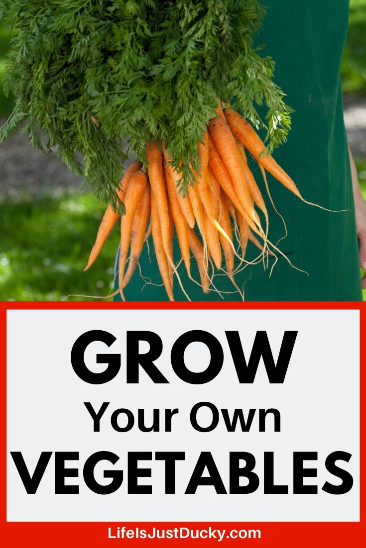 carrots