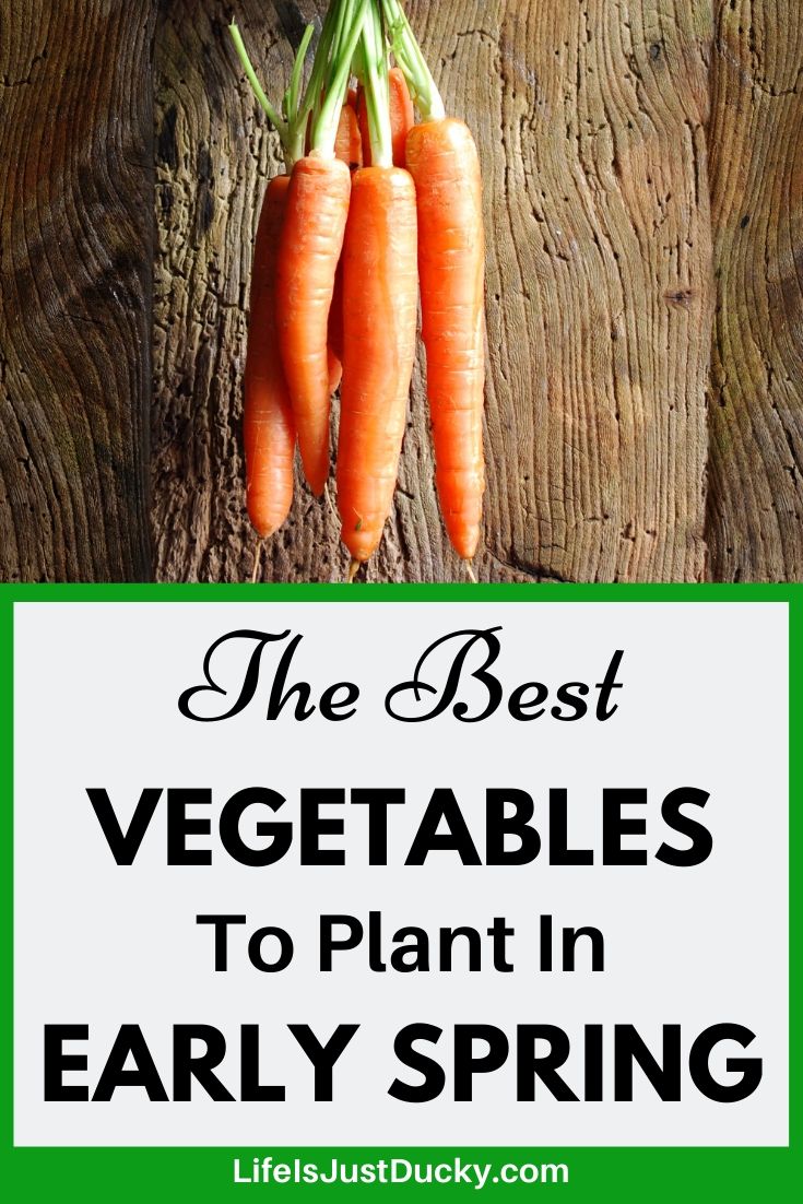 carrots a cool season vegetable