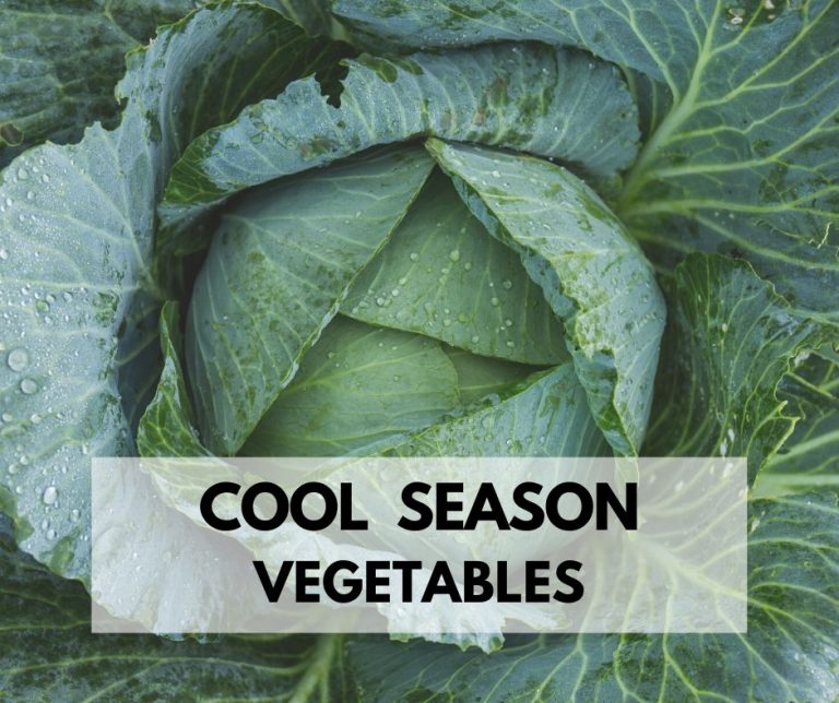 cool season vegetable cabbage