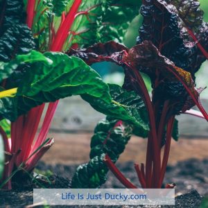 cool season vegetable chard