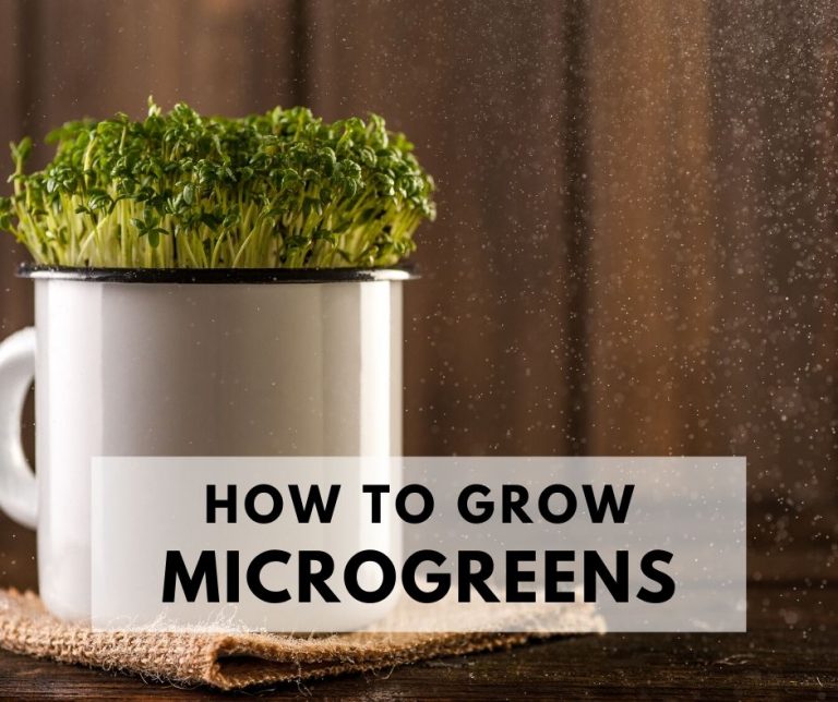 Microgreens