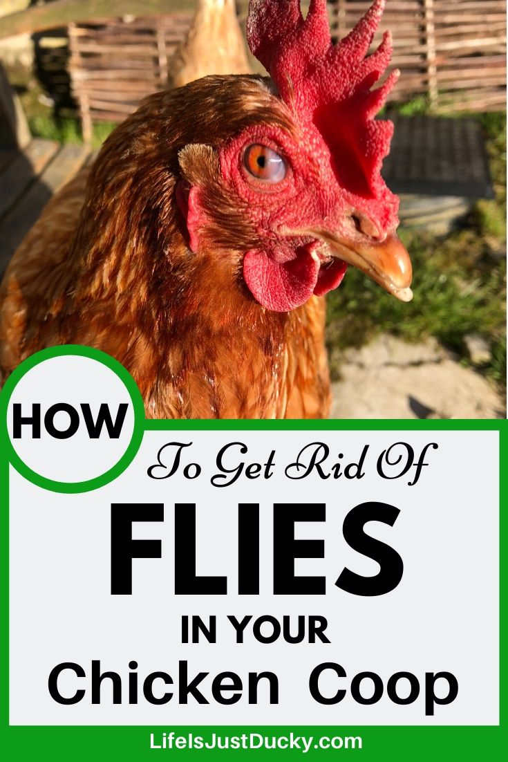 Chicken Coop Fly Control