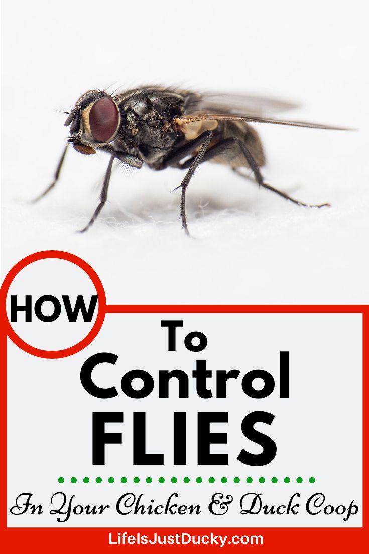 How To Get Rid Of Flies In The Chicken Coop Imaginacres