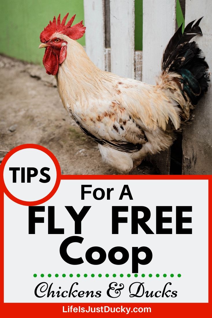 Chicken Coop Fly Control