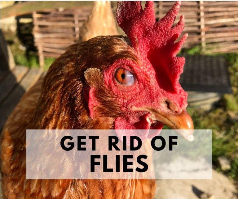 Fly Control for Chicken