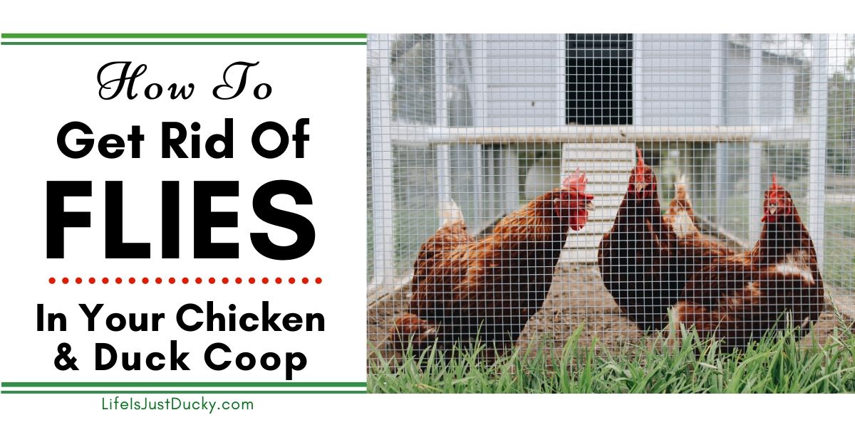 How To Get Rid Of Flies In Your Chicken Coop, Naturally!
