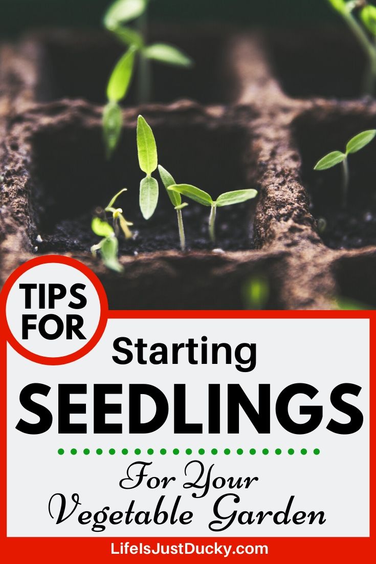 starting seedlings
