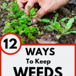 Removing weeds