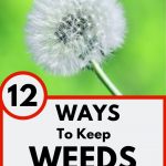 Dandelion Weeds