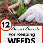 How to stop weeds growing in veg garden
