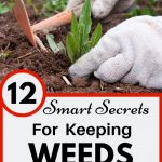 Removing weeds