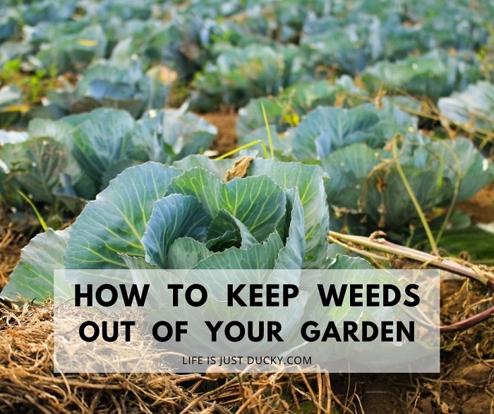 How to stop weeds from growing in garden