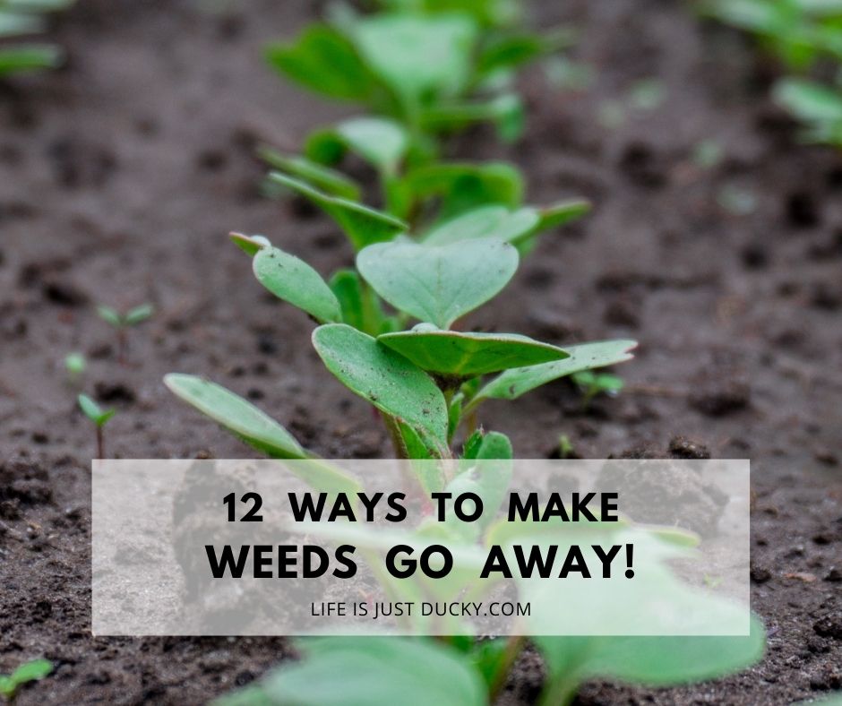 What to use to stop weeds from growing