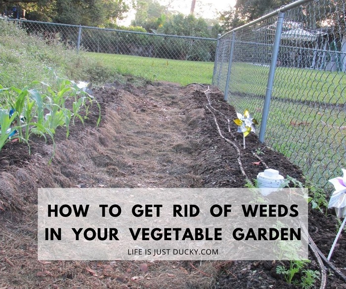 What is the best way to stop weeds growing