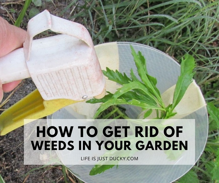How to stop weed growing in garden
