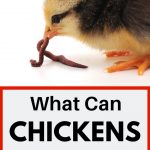 Chick eating worm. What can chickens eat?