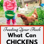 Girl Feeding Chicken. What can chickens eat?