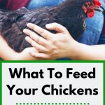 Holding a chicken. What can chickens eat?