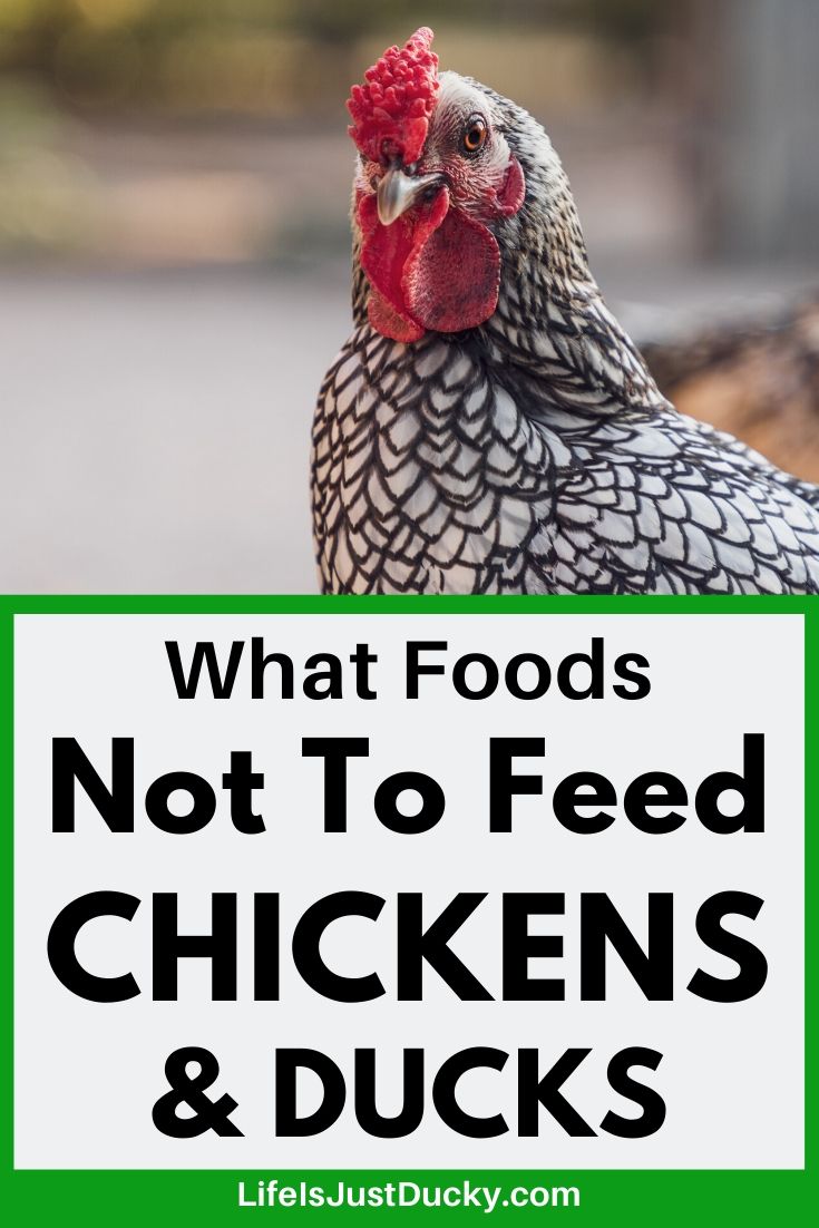 Chicken. What can chickens eat?