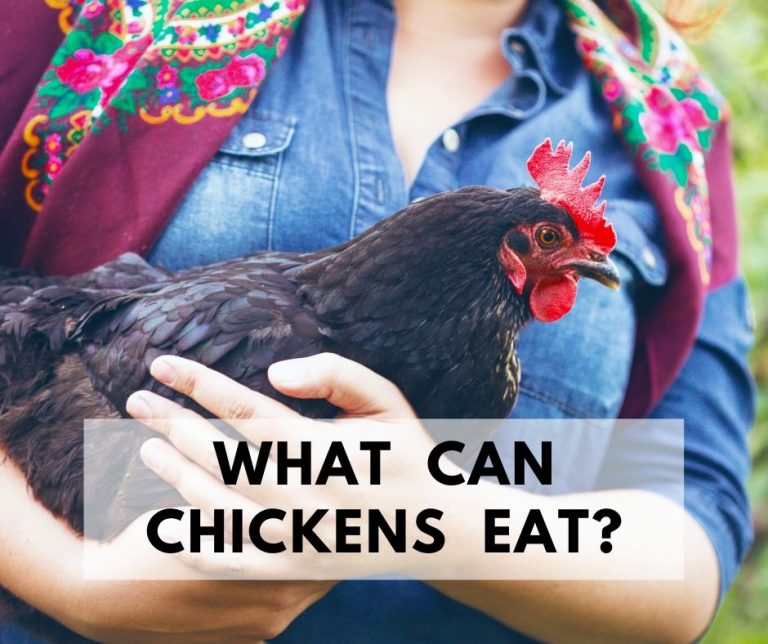 Holding a chicken. What can chickens eat?