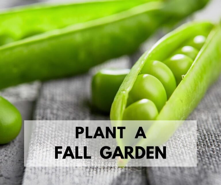 How And When To Plant A Fall Garden. Why You Need One.