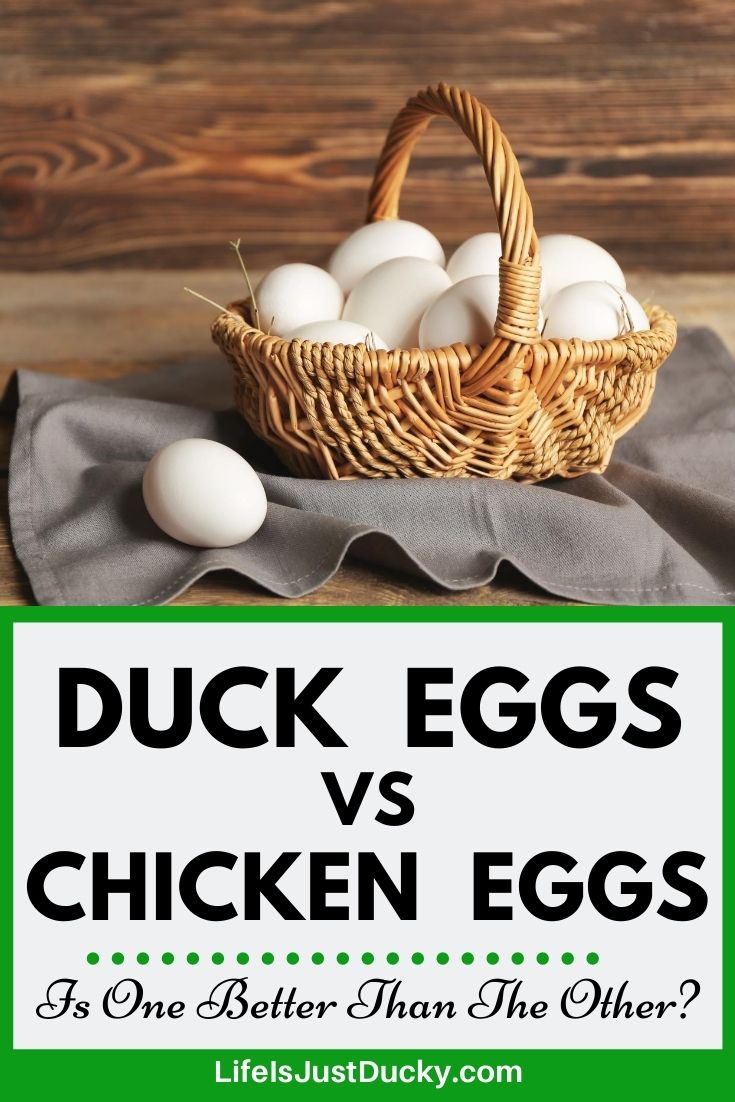 Duck Eggs vs. Chicken Eggs: What's the Difference?